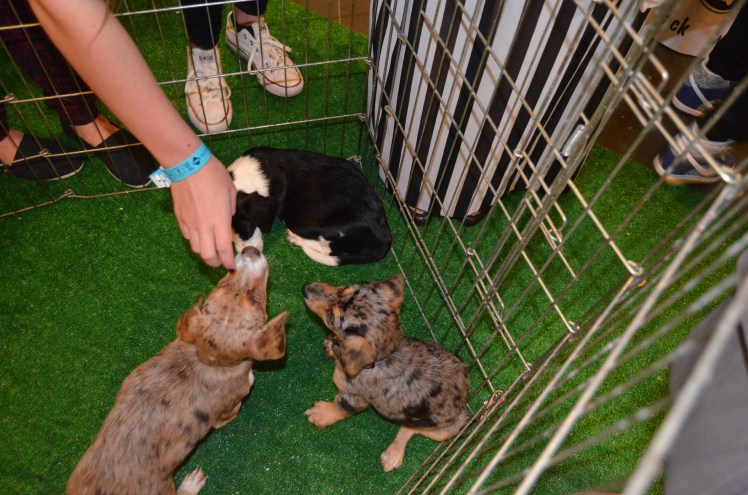 beautycon, beautycon la, beautyconla, beautycon la 2014, beautycon los angeles, beautycon haul, beautycon reviews, beautycon experience, what is beautycon like, beautycon booths, beautycon products