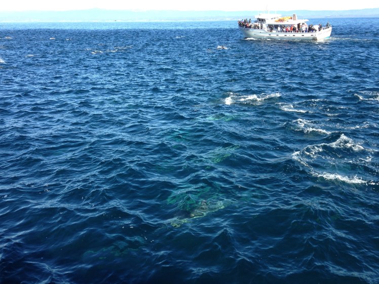 pch, pacific coast highway, pch road trip, pacific coast highway road trip, california road trip, pch road trip route, pch route